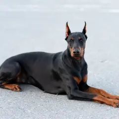 Czarny doberman leży na asfalcie, patrząc prosto w obiektyw. Czy doberman jest agresywny? Ten pies wygląda na spokojnego i czujnego.