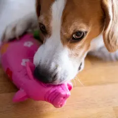 Beagle gryzie różową zabawkę w kształcie świnki. Czasem psy jedzą patyki, bo to instynktowne zachowanie.