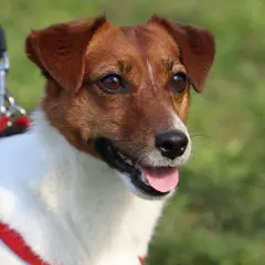 Uroczy piesek rasy Jack Russell Terrier w czerwonej obroży, z językiem na wierzchu. Czy pies może jeść chipsy? Lepiej nie ryzykować!
