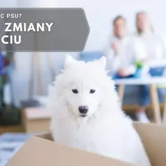 Biały pies w kartonie, czeka na nowy dom. Jak czuje pies, gdy zmienia właściciela? Duże zmiany w życiu.