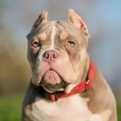 Silny american bully w czerwonej obroży, z wyrazem psiej determinacji, niekoniecznie agresji.