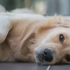 Smutny piesek leży na podłodze, zamyślony. Czy pies czuje, że wyjeżdżam? Jego oczy patrzą wprost przed siebie, pełne tęsknoty.