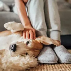 Pies leży na dywanie, głaskany przez człowieka. Czy pies tęskni za drugim psem? Jego oczy patrzą w dal, jakby szukał towarzysza.