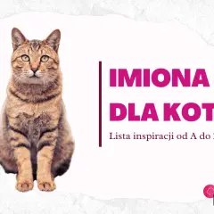 Kot pręgowany siedzi obok napisu "IMIONA DLA KOTA". Lista inspiracji od A do Z!