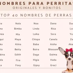 Urocza chihuahua z kokardką na głowie, obok lista "Top 40 imion dla chihuahua".