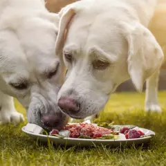 Dwa białe labradory jedzą z talerza na trawie. To przykład, jak karmić labradora zdrowo i smacznie.