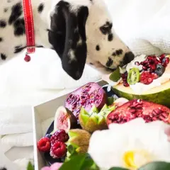 Ciekawski dalmatyńczyk wącha owocową ucztę, zastanawiając się, czy pies może jeść kiwi. Na talerzu kiwi, granaty, figi i maliny.