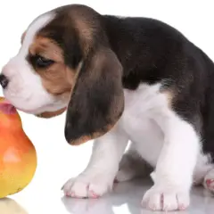 Uroczy szczeniak beagle próbuje gruszki, zastanawiając się, czy pies może jeść gruszkę.