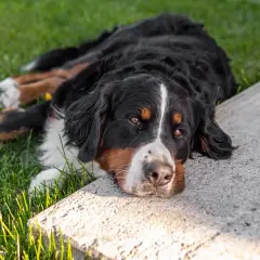 Bernese mountain dog leży na trawie, zastanawiając się, czy pies może jeść cukier.
