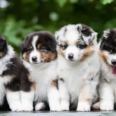 Cztery urocze szczenięta rasy Aussie, idealne do wyboru angielskie imiona dla psa.