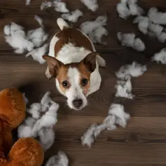 Smutny piesek, który wyje sam w domu, siedzi wśród rozrzuconego wypełnienia z pluszaka.