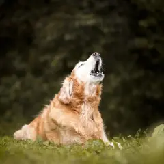 Złoty retriever siedzi na trawie i wyje, jakby opowiadał historię, dlaczego pies wyje.