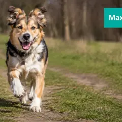 Radosny pies Max biegnie ścieżką. Idealne imię dla psa na j, bo jest jak najlepszy przyjaciel.
