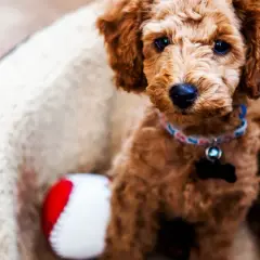 Uroczy szczeniak rasy Goldendoodle w legowisku, obok czerwono-biała piłeczka. Może jego imię to Edek?