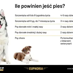 Tabela pokazuje zapotrzebowanie kaloryczne psa w zależności od wieku i rasy. Dorosłe psy średnich i dużych ras jedzą 2 razy dziennie.