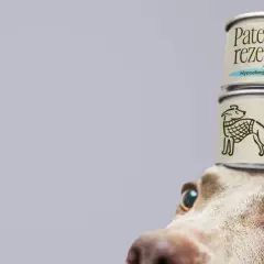 Pies z dwoma puszkami mokrej karmy dla psa na głowie. Jedna z nich to "Patent rezept Hypoallergen", druga "Schonkost Gastrointestinal".