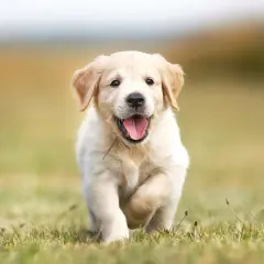 Szczeniak golden retriever biegnie przez trawę, radosny i gotowy na zabawę. Idealne imię dla labradora?