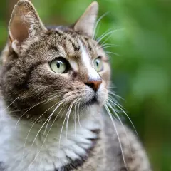 Kot z zielonymi oczami, wpatrzony w dal. Może zastanawia się, dlaczego pies zjada myszy, albo po prostu poluje.