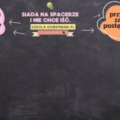Szczeniak siada na spacerze i nie chce iść. Czy to strach, czy wymuszanie? Poznaj przyczyny i zasady postępowania.