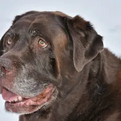 Czekoladowy labrador z siwiejącym pyskiem, który wygląda, jakby potrzebował karmy na luźne kupy.