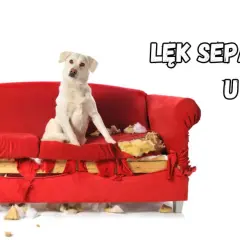 Biały pies siedzi na zniszczonej czerwonej kanapie, wygląda jakby się czegoś bał.