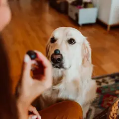 Złoty retriever z borówką na nosie, czekający na odpowiedź, czy psy mogą jeść borówki.