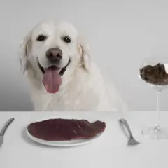 Uśmiechnięty golden retriever czeka na swój posiłek. Na stole talerz z surowym mięsem, nóż, widelec i kieliszek z gotowanym barfem.