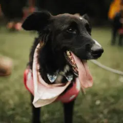 Czarny piesek w bandanie i muszce, z językiem na wierzchu, lekko gryzie smycz.