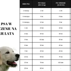 Tabela wieku psa w ludzkich latach. Kiedy pies staje się spokojniejszy, zależy od jego wielkości.