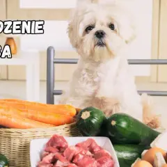 Biały piesek czeka na swoją domową dietę dla psa: marchew, cukinia, mięso i jajka.