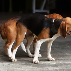 Dwa beagle stoją obok siebie. Ich sierść jest trójkolorowa. To przypomina, dlaczego psy się szczepi – dla ich zdrowia i bezpieczeństwa.