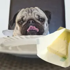 Mops z wyciągniętym językiem patrzy na masło. Czy pies może jeść masło? To pytanie zadaje sobie wielu właścicieli czworonogów.