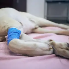 Chory pies leży na różowym kocu, z bandażem na łapie. Widać kroplówkę. Pies przed śmiercią ucieka, szukając ratunku.
