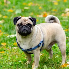 Uroczy mops w niebieskiej obroży, idealny kandydat na imię dla mopsa.