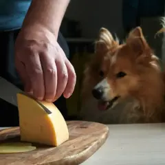 Dwa psy z zaciekawieniem patrzą, jak kroisz ser. Czy pies może jeść ser pleśniowy? To pytanie nurtuje wielu właścicieli.