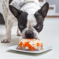 Pies rasy buldog francuski wącha tort dla psa przepis. Smakołyk z kurczakiem i marchewką na talerzyku.