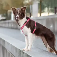 Piękna suczka border collie w różowej obroży, idealna kandydatka na imię dla suczki border collie.