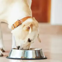 Labrador z brązową obrożą je z miski. Zastanawiasz się, jak długo gotować wieprzowinę dla psa?