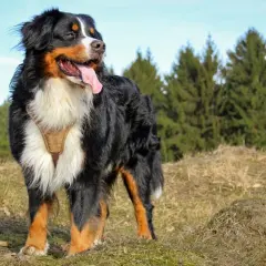 Bernese Mountain Dog w brązowej szelce, z językiem na wierzchu. Idealny pies na spacery, może Borys?