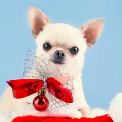 Urocza chihuahua w świątecznej czapce z kokardą i bombką. Idealna inspiracja na imiona dla suczek!