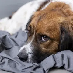 Smutny piesek leży na szarym kocu. Czy mleko na zatrucie u psa to rozwiązanie?