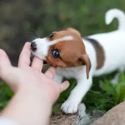 Uroczy szczeniak Jack Russell Terrier gryzie palec, co jest typowym zachowaniem, gdy uczymy go, jak oduczyć szczeniaka gryzienia.