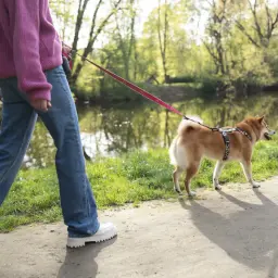 Spacer po parku. Pies Shiba Inu na smyczy, czujny, jakby miał zaraz zaatakować inne psy.