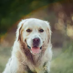 Uśmiechnięty golden retriever na tle natury. Pyszczek psa jest lekko zabrudzony, a język wystaje. Może to znak, że właśnie dostał domowy probiotyk dla psa?