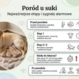 Szczęśliwa suka labrador z kilkoma nowo narodzonymi szczeniętami, ilustrująca etapy ciąży i porodu u suki.