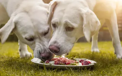 Dwa białe labradory jedzą z talerza na trawie. To przykład, jak karmić labradora zdrowo i smacznie.