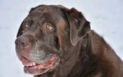 Czekoladowy labrador z siwiejącym pyskiem, który wygląda, jakby potrzebował karmy na luźne kupy.