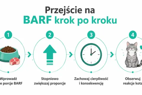 Przejście na BARF krok po kroku: małe porcje, stopniowe zwiększanie, cierpliwość i obserwacja reakcji kota.