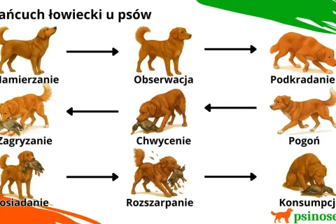 Cykl instynkt łowiecki u psa: namierzanie, obserwacja, podkradanie, pogoń, chwycenie, zagryzanie, rozszarpanie, posiadanie i konsumpcja.