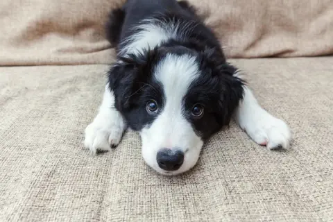 Uroczy szczeniak rasy Border Collie leży na kanapie. Szukasz inspiracji na angielskie imiona dla zwierząt?